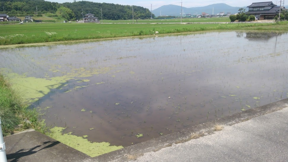 f:id:shirotofarm:20160706210046p:plain f:id:shirotofarm:20160706210046p:plain