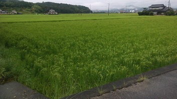 f:id:shirotofarm:20160919203842p:plain f:id:shirotofarm:20160919203842p:plain
