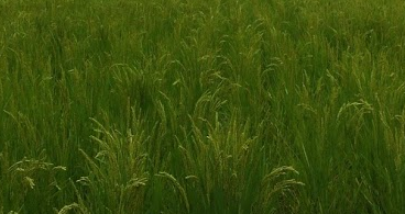 f:id:shirotofarm:20160919205449p:plain f:id:shirotofarm:20160919205449p:plain