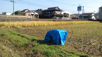 f:id:shirotofarm:20161123223737p:plain f:id:shirotofarm:20161123223737p:plain