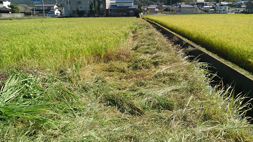 f:id:shirotofarm:20171004185941p:plain f:id:shirotofarm:20171004185941p:plain