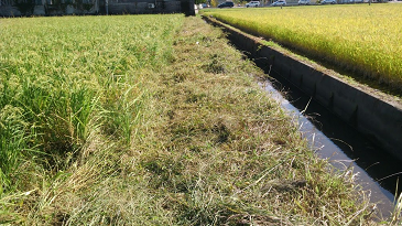 f:id:shirotofarm:20171004191356p:plain f:id:shirotofarm:20171004191356p:plain