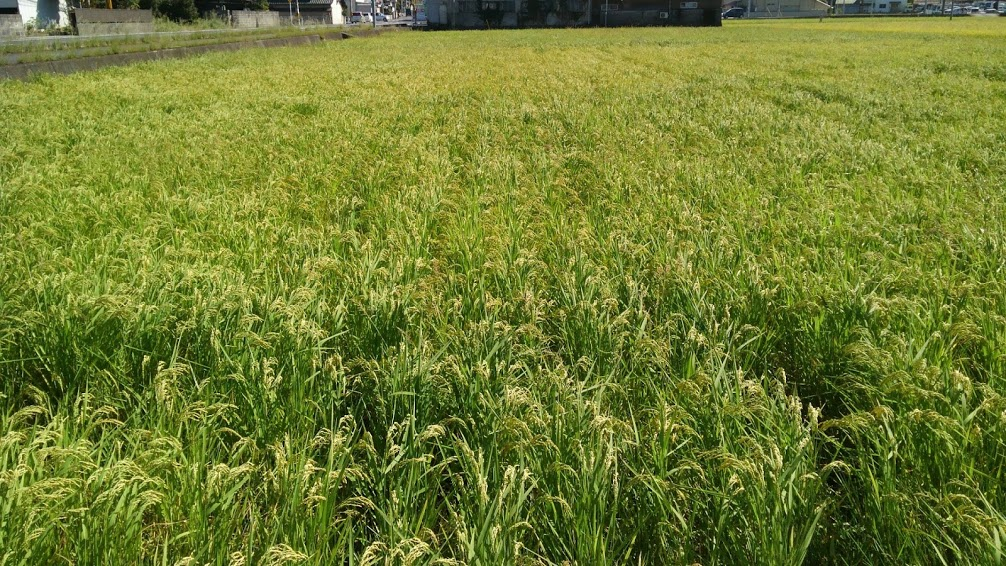 f:id:shirotofarm:20171004193733p:plain f:id:shirotofarm:20171004193733p:plain
