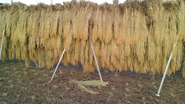 f:id:shirotofarm:20171112184900p:plain f:id:shirotofarm:20171112184900p:plain