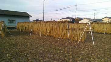 f:id:shirotofarm:20171112190133p:plain f:id:shirotofarm:20171112190133p:plain