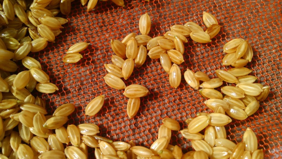 f:id:shirotofarm:20180526100302p:plain