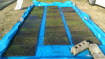 f:id:shirotofarm:20180528001030p:plain f:id:shirotofarm:20180528001030p:plain