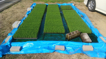 f:id:shirotofarm:20180603232901p:plain f:id:shirotofarm:20180603232901p:plain