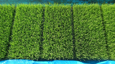 f:id:shirotofarm:20180604001150p:plain f:id:shirotofarm:20180604001150p:plain