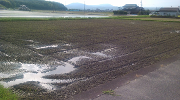 f:id:shirotofarm:20180620230119p:plain f:id:shirotofarm:20180620230119p:plain