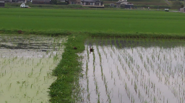 f:id:shirotofarm:20180713220202p:plain