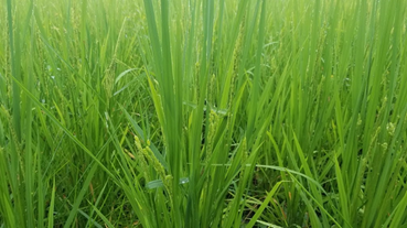 f:id:shirotofarm:20180909125442p:plain