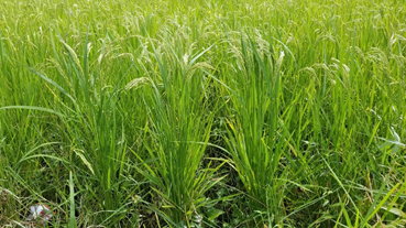 f:id:shirotofarm:20180926211129p:plain f:id:shirotofarm:20180926211129p:plain