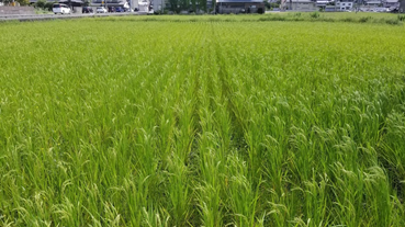 f:id:shirotofarm:20180926211830p:plain f:id:shirotofarm:20180926211830p:plain