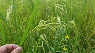 f:id:shirotofarm:20180926212349p:plain f:id:shirotofarm:20180926212349p:plain