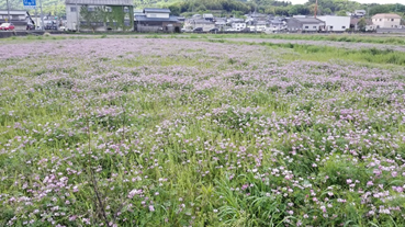 f:id:shirotofarm:20190429232430p:plain f:id:shirotofarm:20190429232430p:plain