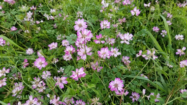 f:id:shirotofarm:20190429232612p:plain f:id:shirotofarm:20190429232612p:plain