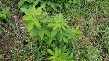 f:id:shirotofarm:20190619213253p:plain