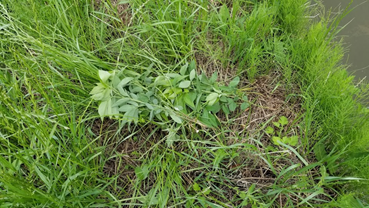 f:id:shirotofarm:20190619213335p:plain