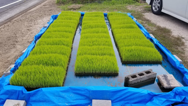 f:id:shirotofarm:20190622203628p:plain f:id:shirotofarm:20190622203628p:plain