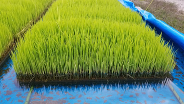 f:id:shirotofarm:20190622203754p:plain f:id:shirotofarm:20190622203754p:plain