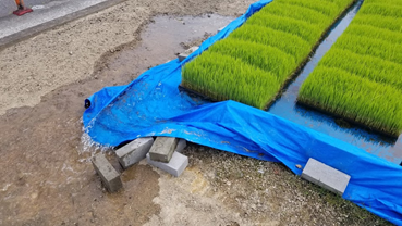 f:id:shirotofarm:20190622203938p:plain f:id:shirotofarm:20190622203938p:plain