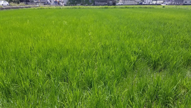 f:id:shirotofarm:20190812211320p:plain