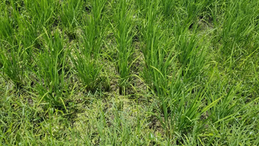 f:id:shirotofarm:20190812211355p:plain