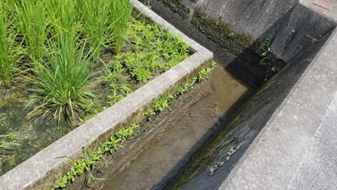 f:id:shirotofarm:20190812211443p:plain