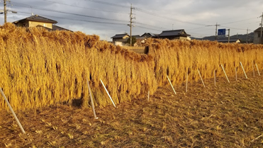 f:id:shirotofarm:20191113184934p:plain f:id:shirotofarm:20191113184934p:plain