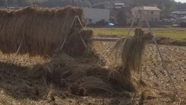 f:id:shirotofarm:20191113185222p:plain f:id:shirotofarm:20191113185222p:plain