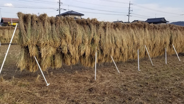 f:id:shirotofarm:20191113185540p:plain f:id:shirotofarm:20191113185540p:plain