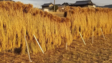 f:id:shirotofarm:20191113185854p:plain f:id:shirotofarm:20191113185854p:plain