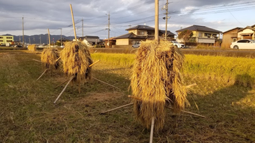 f:id:shirotofarm:20191113191010p:plain f:id:shirotofarm:20191113191010p:plain