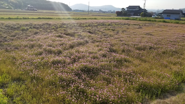 f:id:shirotofarm:20200501210528p:plain f:id:shirotofarm:20200501210528p:plain
