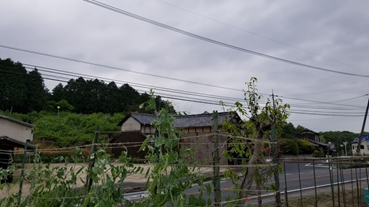 f:id:shirotofarm:20200511184229p:plain