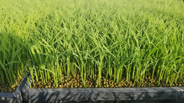 f:id:shirotofarm:20200524202007p:plain f:id:shirotofarm:20200524202007p:plain