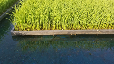 f:id:shirotofarm:20200524202201p:plain f:id:shirotofarm:20200524202201p:plain