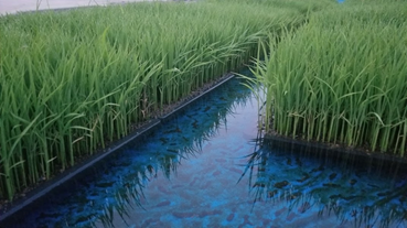 f:id:shirotofarm:20200530211807p:plain