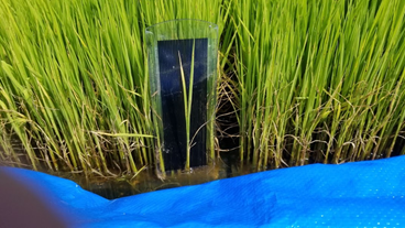 f:id:shirotofarm:20200621212737p:plain f:id:shirotofarm:20200621212737p:plain