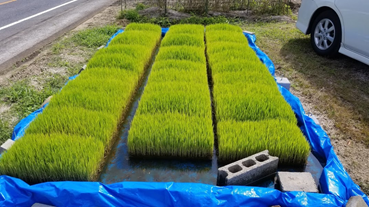 f:id:shirotofarm:20200621212821p:plain f:id:shirotofarm:20200621212821p:plain