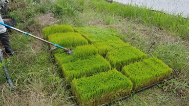 f:id:shirotofarm:20200621213452p:plain f:id:shirotofarm:20200621213452p:plain