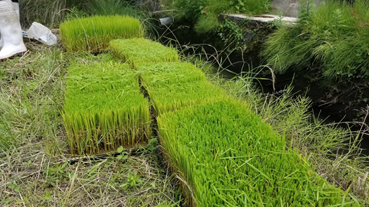 f:id:shirotofarm:20200621215300p:plain f:id:shirotofarm:20200621215300p:plain