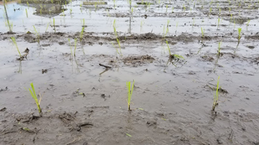 f:id:shirotofarm:20200621215518p:plain f:id:shirotofarm:20200621215518p:plain