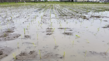 f:id:shirotofarm:20200621215611p:plain f:id:shirotofarm:20200621215611p:plain