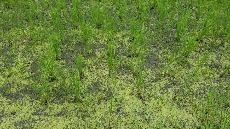 f:id:shirotofarm:20200724182609p:plain