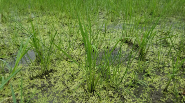 f:id:shirotofarm:20200724182839p:plain