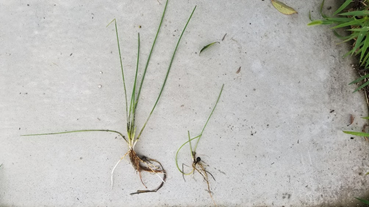 f:id:shirotofarm:20200724183738p:plain