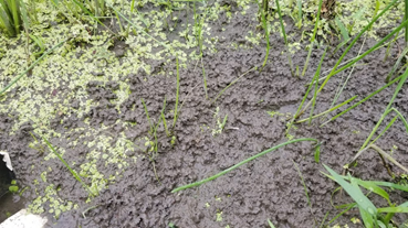 f:id:shirotofarm:20200801075000p:plain