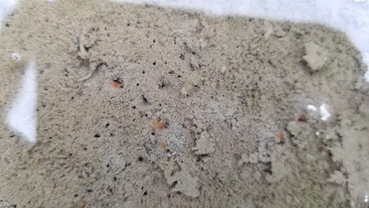 f:id:shirotofarm:20200801075732p:plain